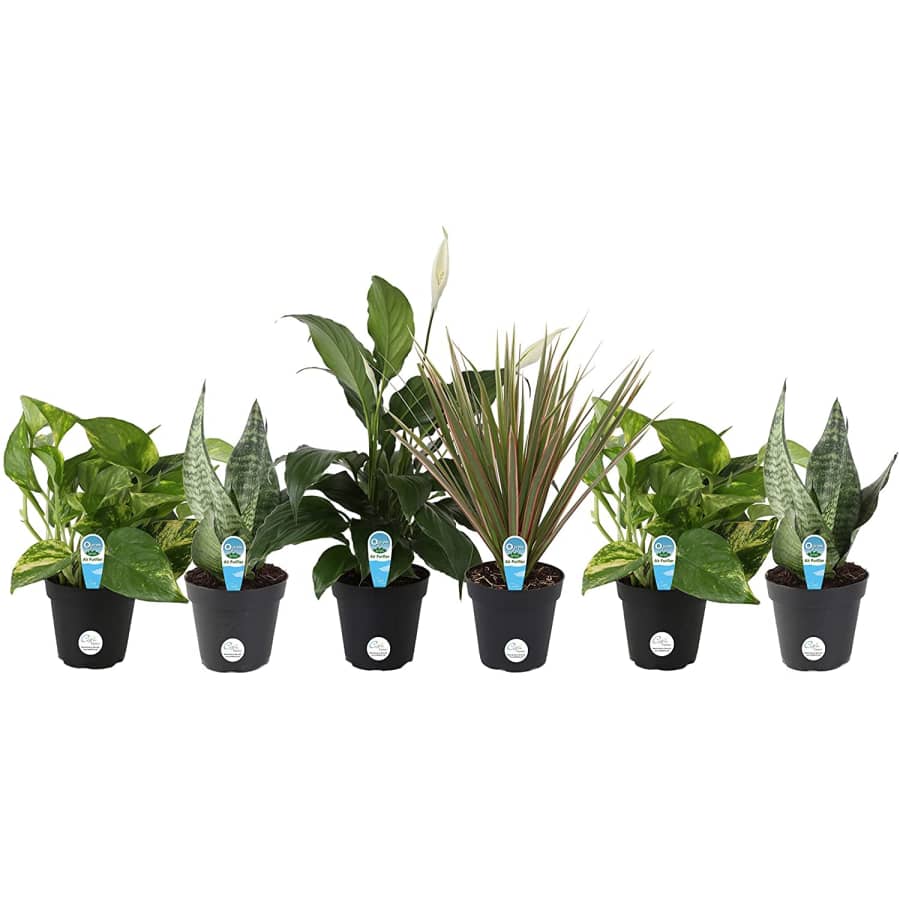Costa Farms Clean Air Live House Plant Collection 6-Pack for $34 Costa Farms Clean Air Live House Plant Collection 6-Pack for $34