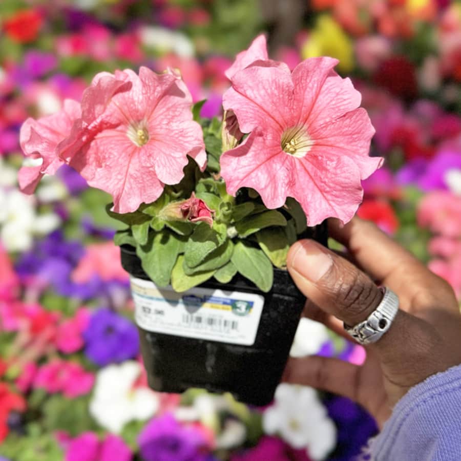 Lowe's May Member Plant Gift: Free w/ My Lowes Rewards Membership