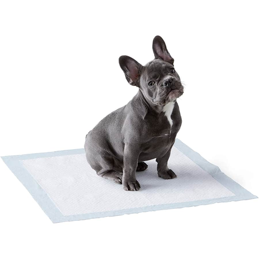Amazon Basics Leak-Proof 5-Layer Dog Potty Training Pads 50-Pack for $12