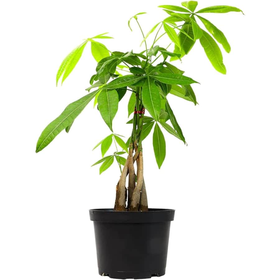 Money Tree Indoor House Plant for $19