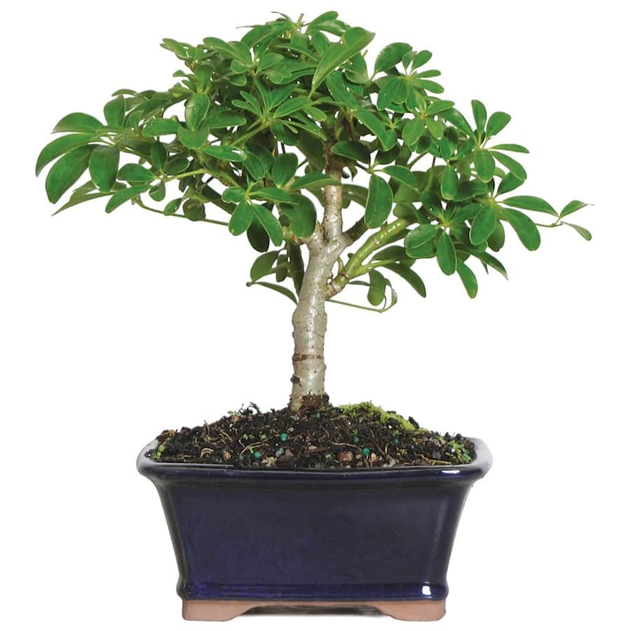 Brussel's Bonsai Live Hawaiian Umbrella Indoor Bonsai Tree for $17 Brussel's Bonsai Live Hawaiian Umbrella Indoor Bonsai Tree for $17