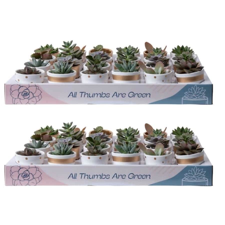 Costa Farms Succulents 48-Pack for $91
