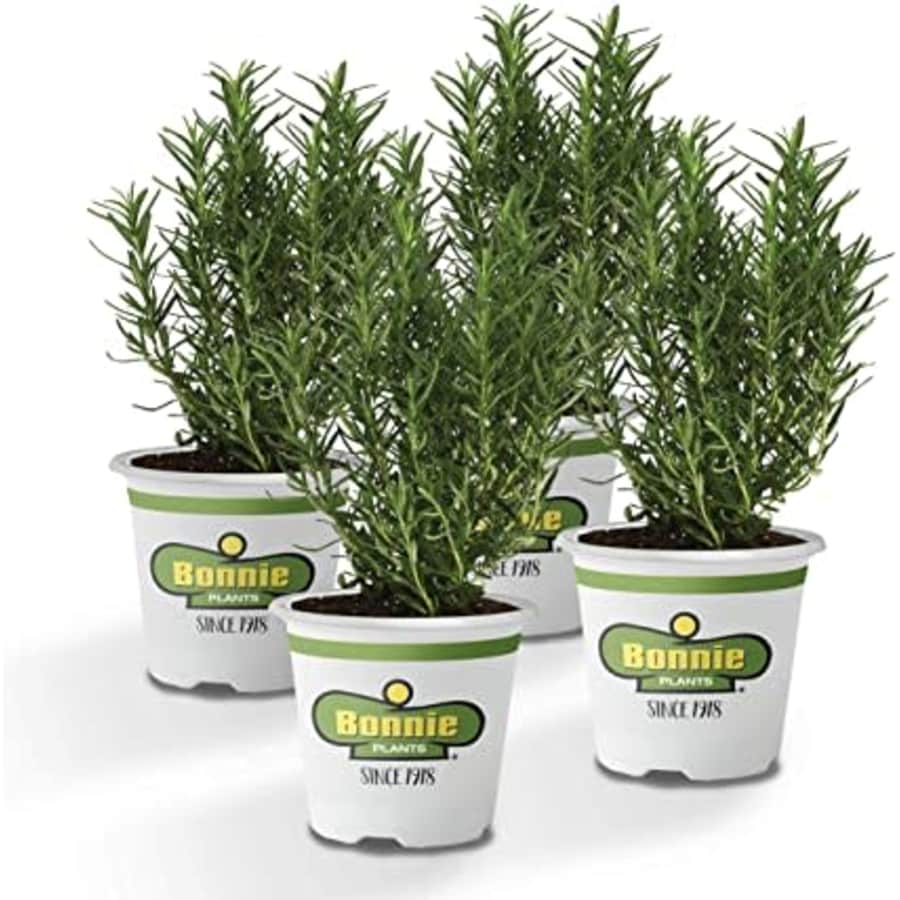 Bonnie Plants Perennial Rosemary 4-Pack for $21