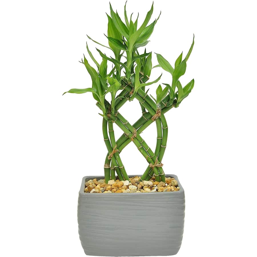Costa Farms Lucky Bamboo for $33 Costa Farms Lucky Bamboo for $33
