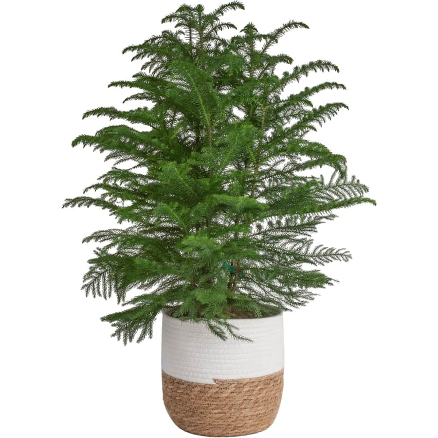 Costa Farms Plants Black Friday Deals at Amazon: Up to 22% off Costa Farms Plants Black Friday Deals at Amazon: Up to 22% off