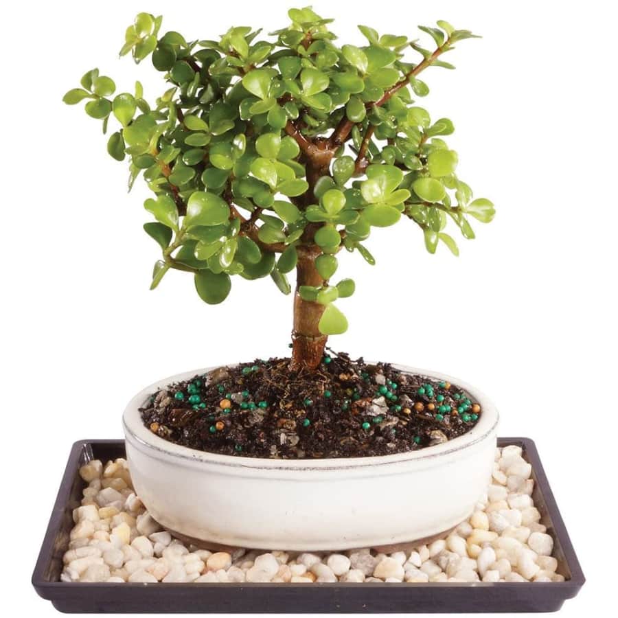 Brussel's Bonsai Live Dwarf Jade Outdoor Bonsai Tree for $27 Brussel's Bonsai Live Dwarf Jade Outdoor Bonsai Tree for $27