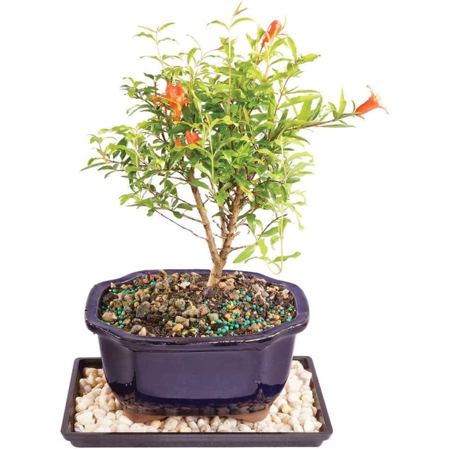 Brussel's Bonsai Live Dwarf Pomegranate Indoor Bonsai Tree w/ Decorative Planter for $37 Brussel's Bonsai Live Dwarf Pomegranate Indoor Bonsai Tree w/ Decorative Planter for $37