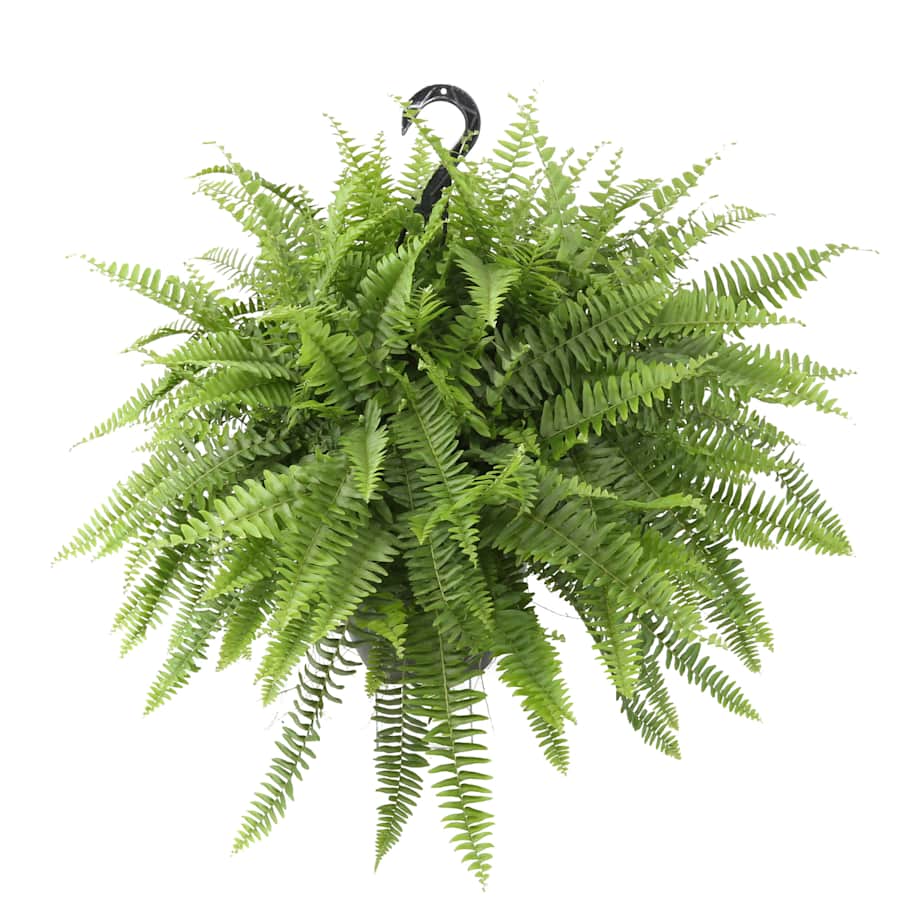 Delray Plants Fully Grown Hanging Boston Fern for $20 Delray Plants Fully Grown Hanging Boston Fern for $20