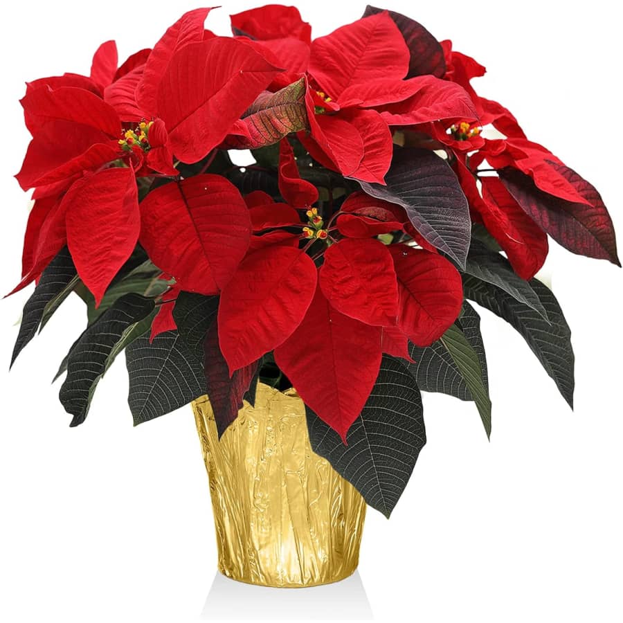 Plants & Blooms 6" Classic Christmas Poinsettia Live Plant for $19 Plants & Blooms 6" Classic Christmas Poinsettia Live Plant for $19
