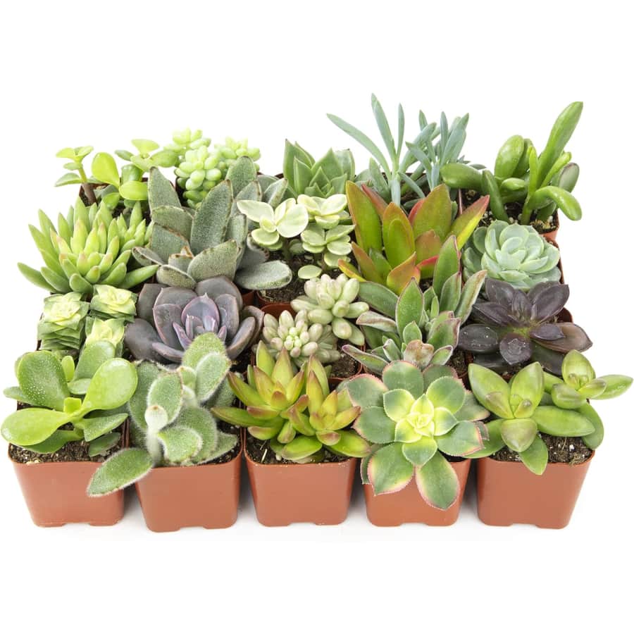 Altman Succulent Plants 20-Pack for $22