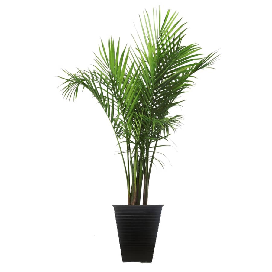 Costa Farms 40'' Majesty Palm Tree Floor Plant for $47 Costa Farms 40'' Majesty Palm Tree Floor Plant for $47