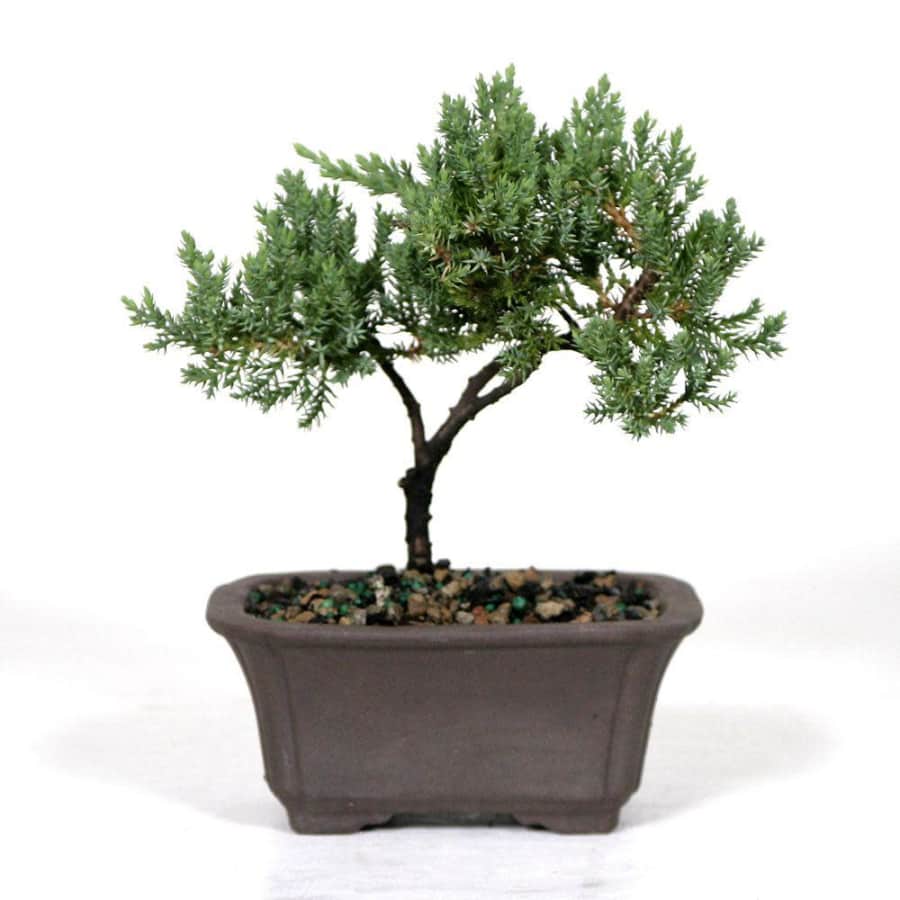 Brussel's Bonsai 6" Green Mound Juniper in Clay for $23 Brussel's Bonsai 6" Green Mound Juniper in Clay for $23
