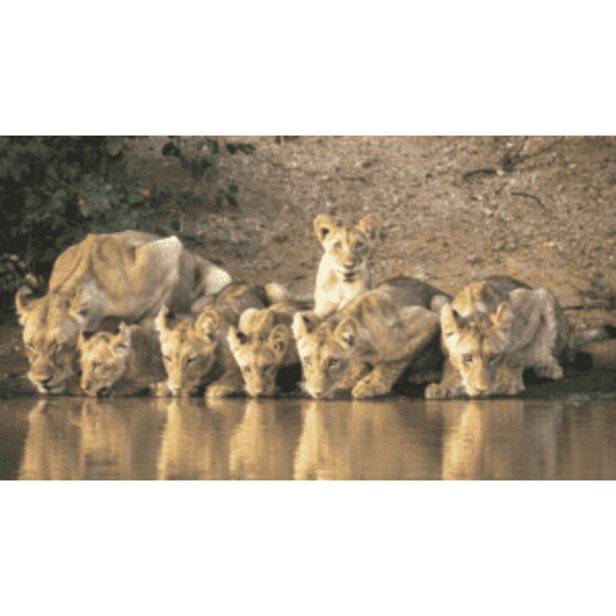 Luxe South African Safari