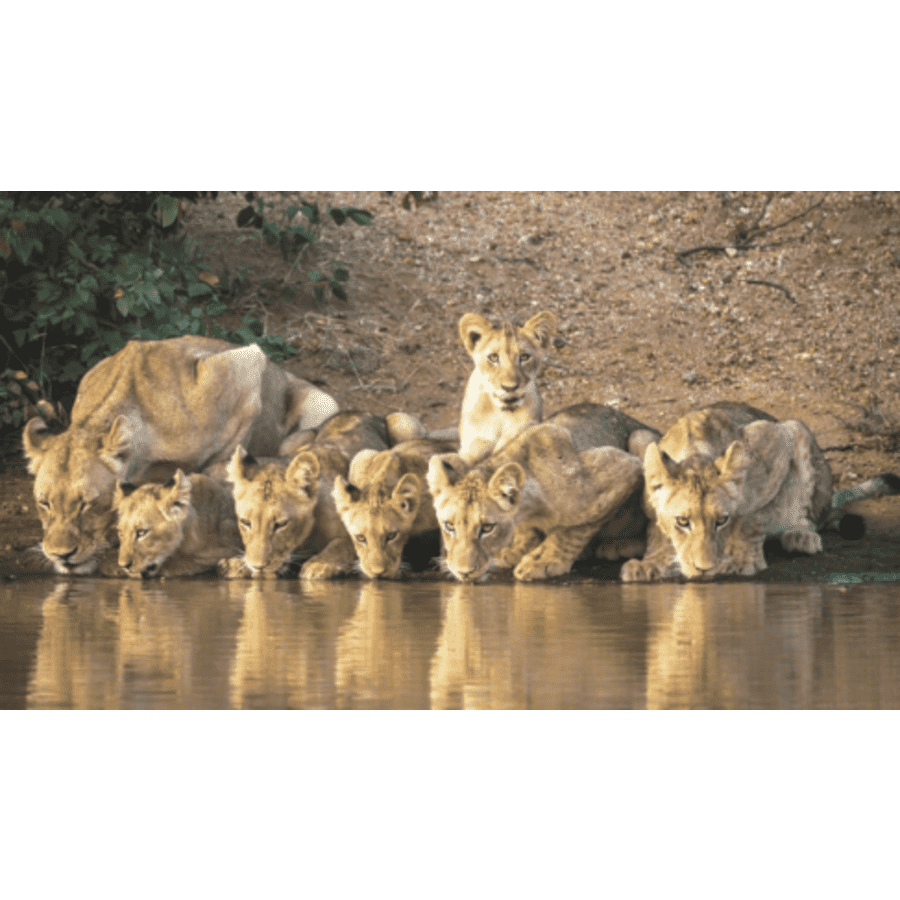 Luxe South African Safari