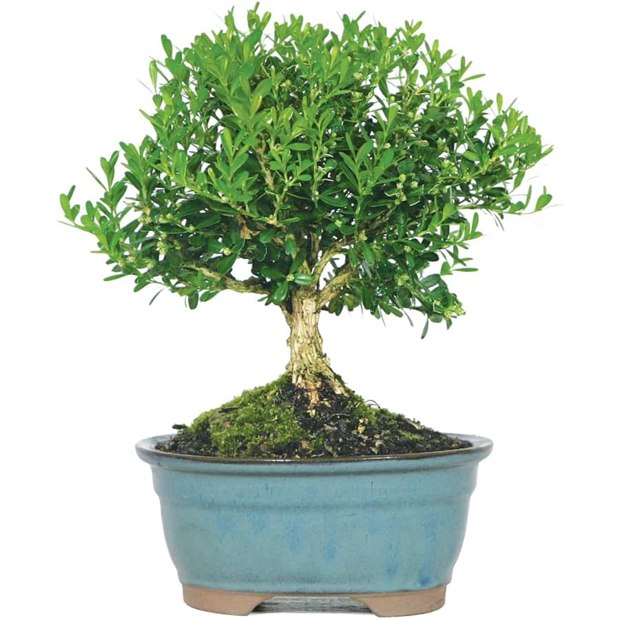 Brussel's Bonsai Live Harland Boxwood Outdoor Bonsai Tree for $27 Brussel's Bonsai Live Harland Boxwood Outdoor Bonsai Tree for $27