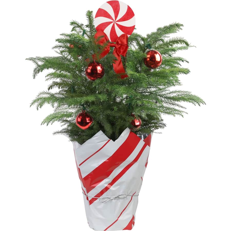 Costa Farms Norfolk Pine Small Christmas Tree for $19 Costa Farms Norfolk Pine Small Christmas Tree for $19