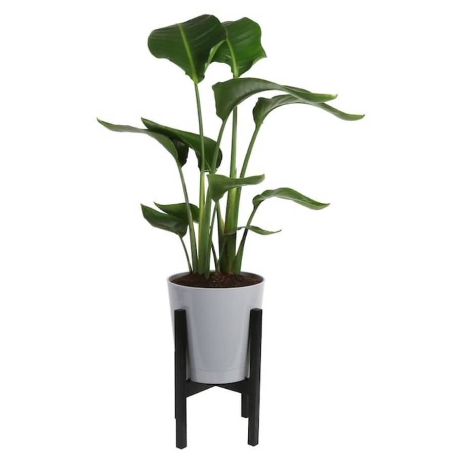 Lowe's Daily Deals: Save on plants, a vacuum, and more Lowe's Daily Deals: Save on plants, a vacuum, and more