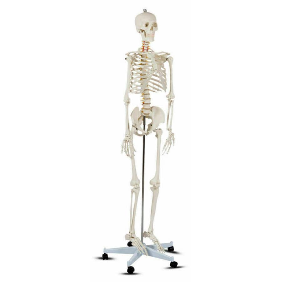 Costway Life-Size Human Anatomy Skeleton Model for $118 Costway Life-Size Human Anatomy Skeleton Model for $118