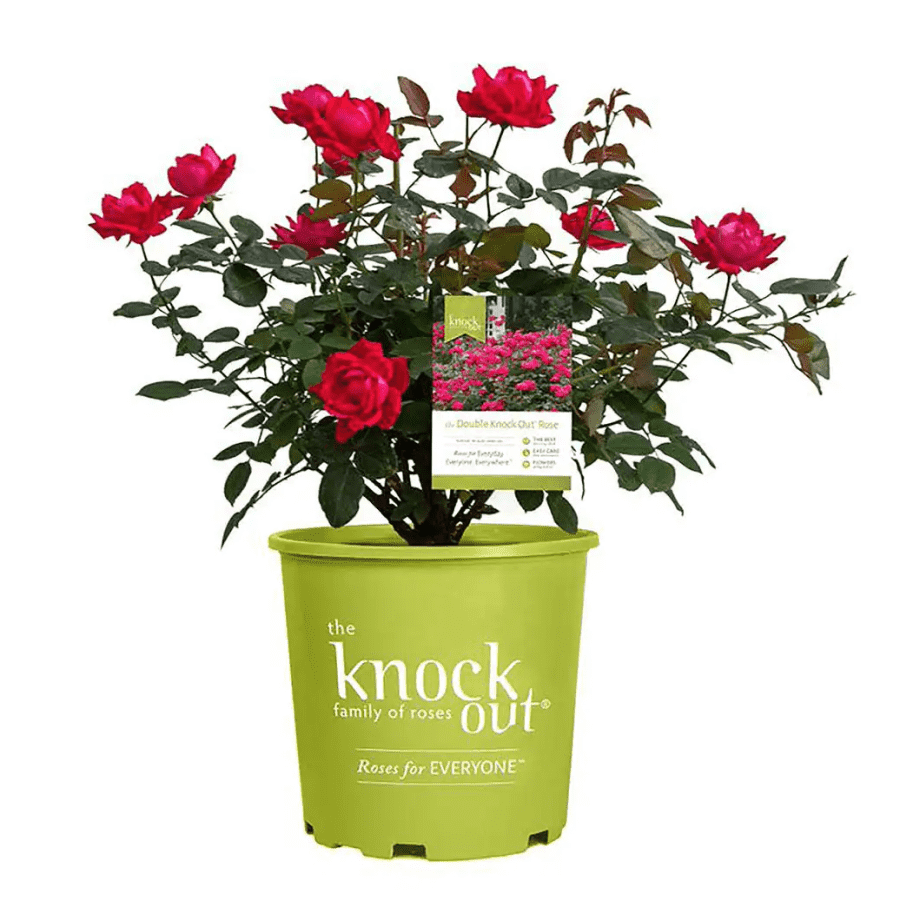 Knock Out 1-Gallon Double Rose Bush: 1 Gal. for $20, 2-Gal. for $28 Knock Out 1-Gallon Double Rose Bush: 1 Gal. for $20, 2-Gal. for $28