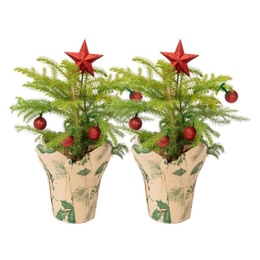 Costa Farms 12" Norfolk Island Pine 2-Pack for $22 Costa Farms 12" Norfolk Island Pine 2-Pack for $22
