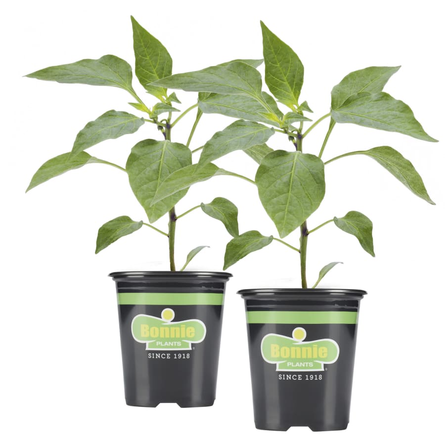 Bonnie Plants 19.3-oz. Jalapeno Pepper 2-Pack for $8