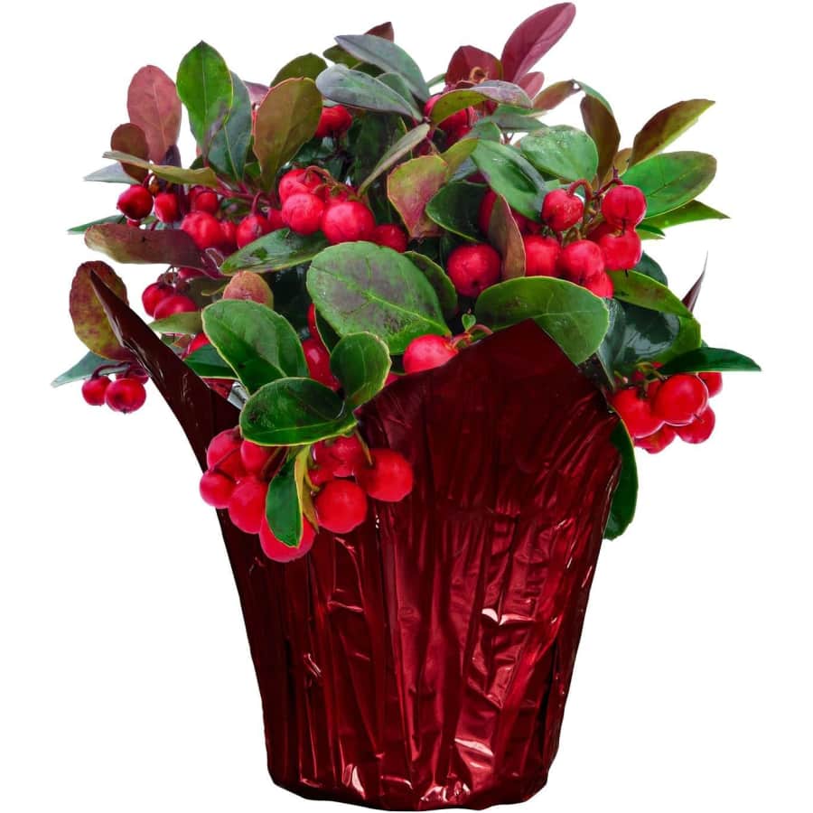 Greendigs 5" Winterberry Live Plant for $20 Greendigs 5" Winterberry Live Plant for $20