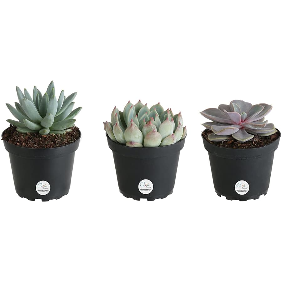 Costa Farms Echeveria Succulents 3-Pack for $20 Costa Farms Echeveria Succulents 3-Pack for $20