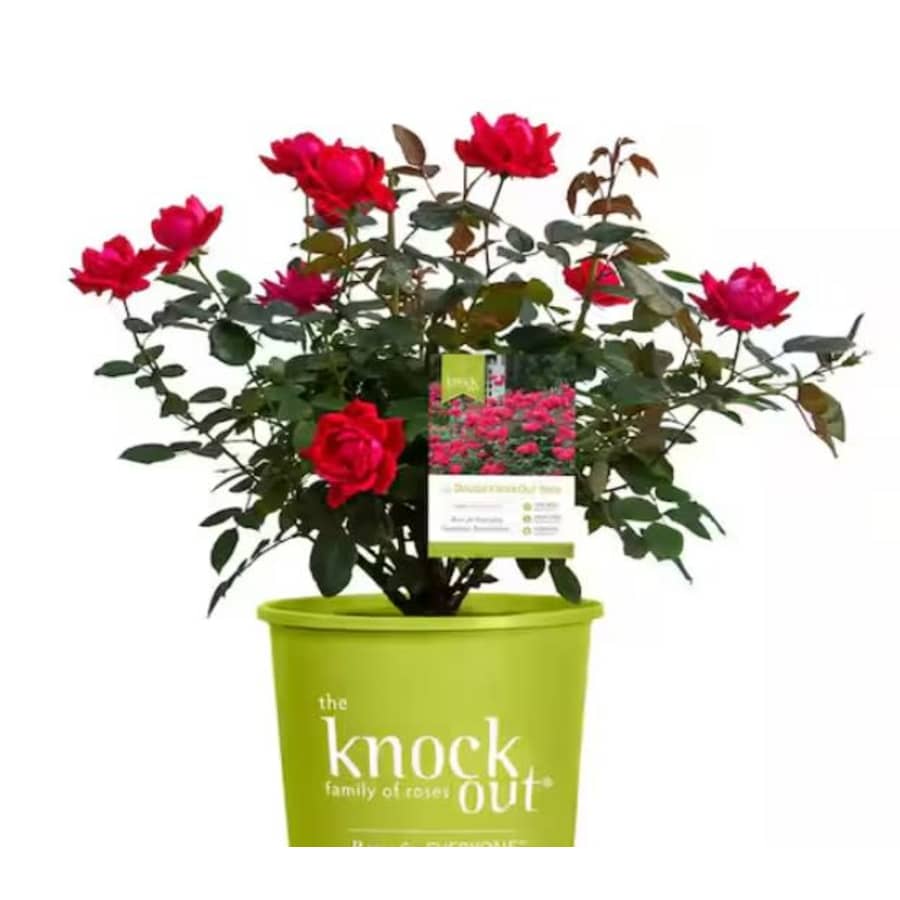 Plants Spring Black Friday Deals at Home Depot: Up to 50% off Plants Spring Black Friday Deals at Home Depot: Up to 50% off