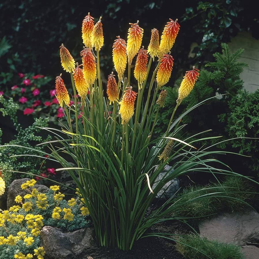 Kniphofia Red Hot Poker Flower Bulb 5-Pack for $9