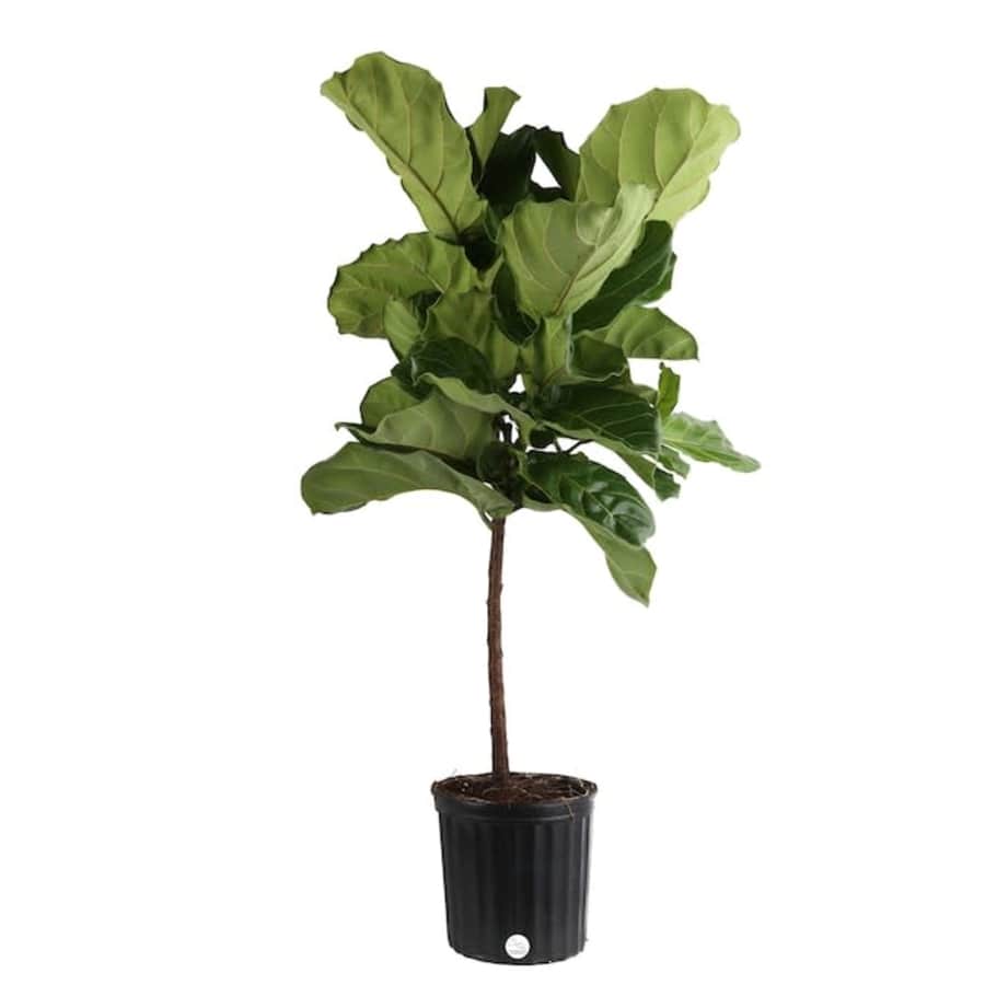 Costa Farms Fiddle Leaf Fig House Plant with 10" Pot for $38 Costa Farms Fiddle Leaf Fig House Plant with 10" Pot for $38