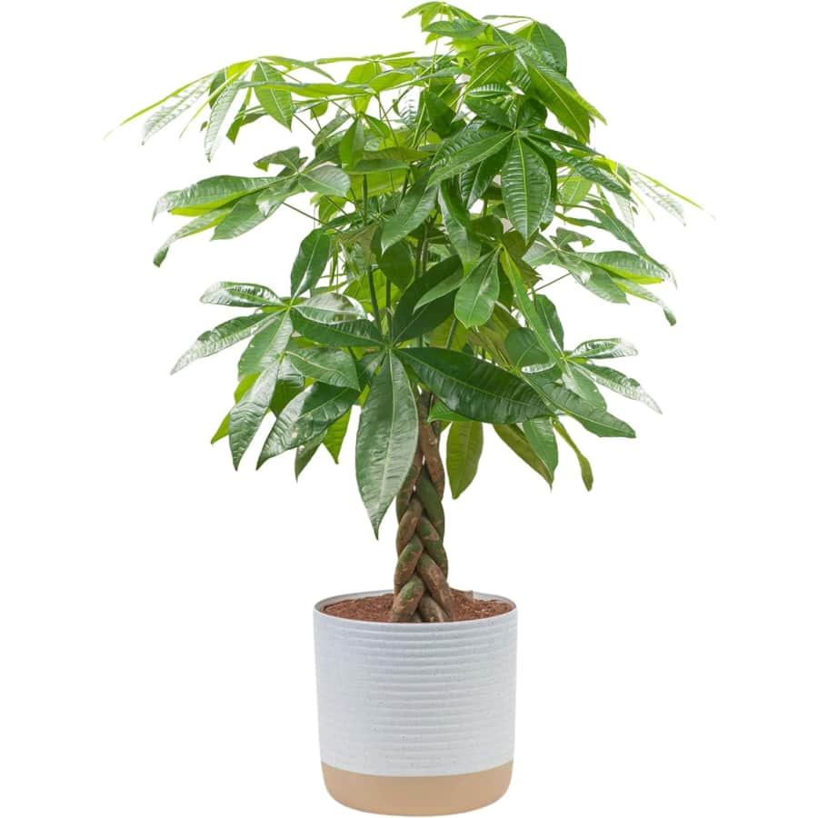 Costa Farms Live Plants at Amazon: Up to 42% off
