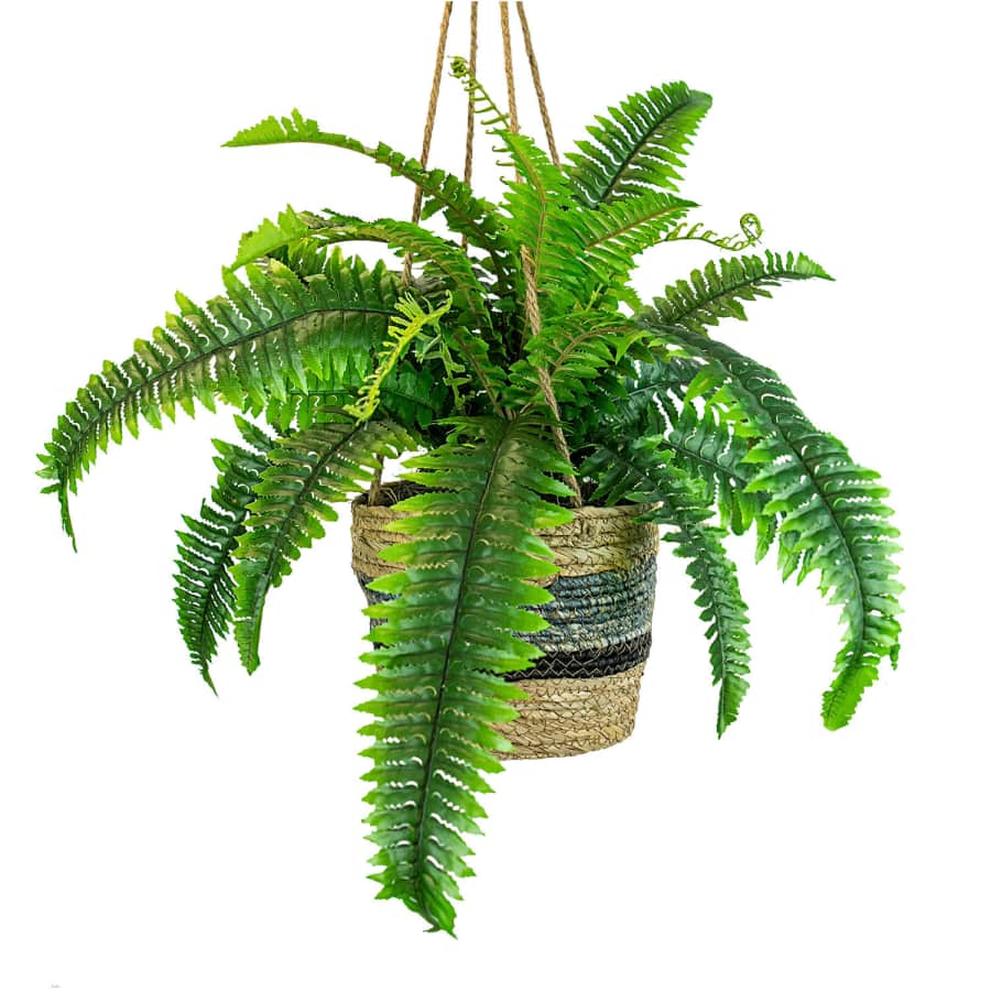 LCG Sales 30" Boston Fern in Hanging Handwoven Basket for $25 for members