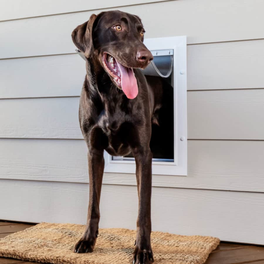 PetSafe Large Wall Entry Plastic Pet Door for $81