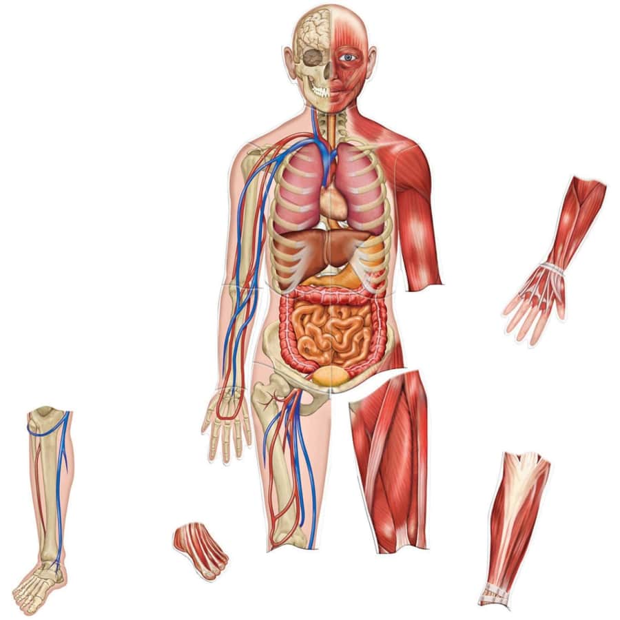 Learning Resources 3-Foot Double-Sided Magnetic Human Body: $20 Learning Resources 3-Foot Double-Sided Magnetic Human Body: $20