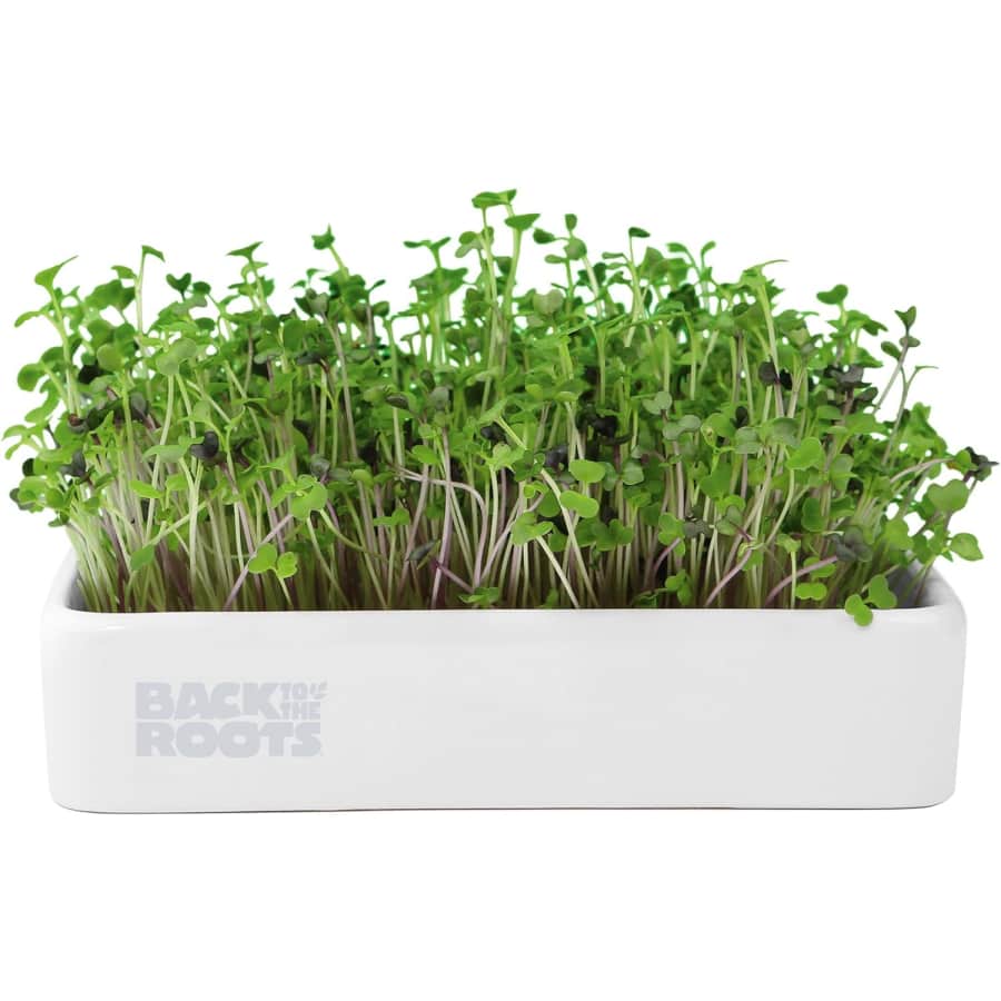 Back to the Roots Organic Microgreens Grow Kit for $6