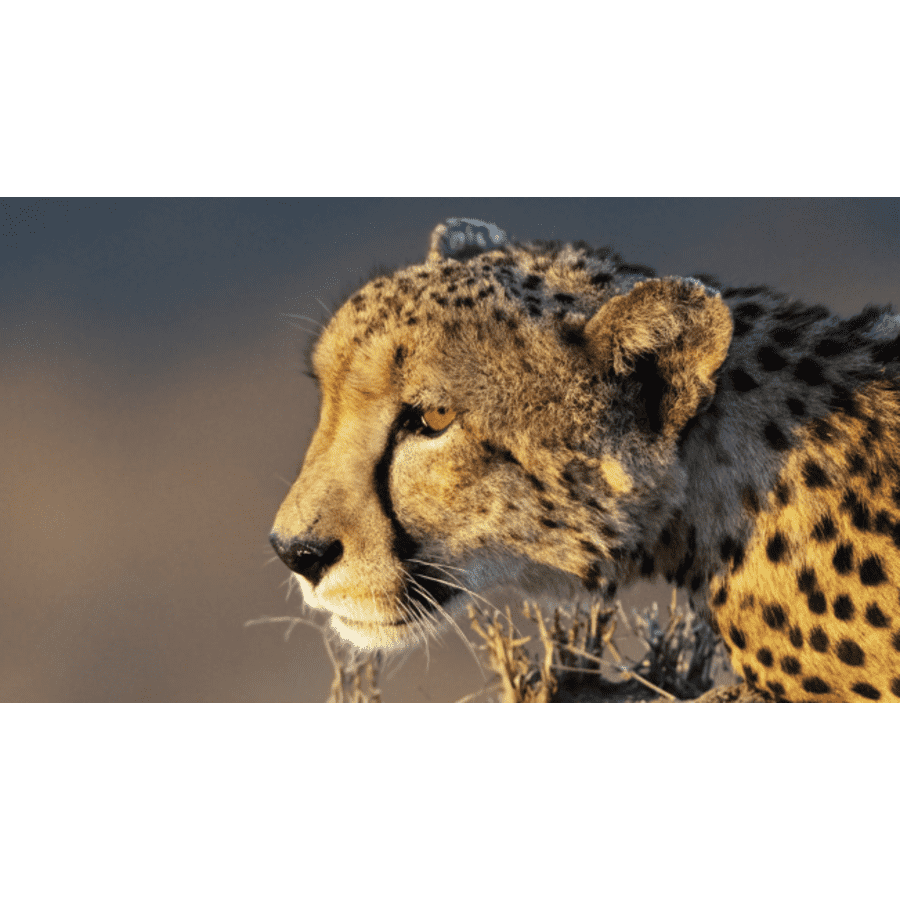 9-day Luxe South African Safari & Cape Town Vacation