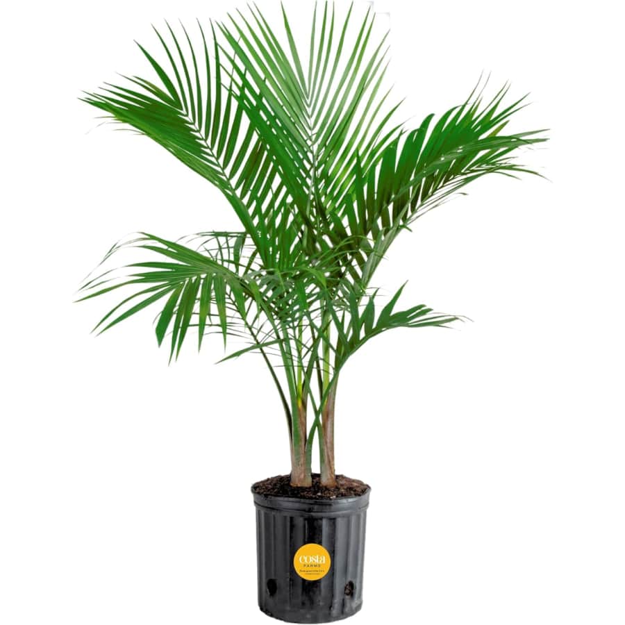 Costa Farms Live Plants at Amazon: Up to 43% off Costa Farms Live Plants at Amazon: Up to 43% off