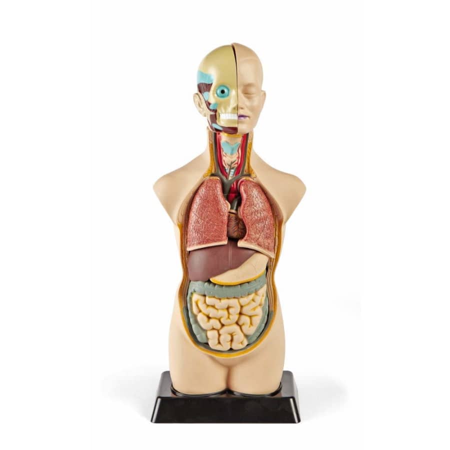 Hand2mind 19" Tabletop Human Torso Model for $170