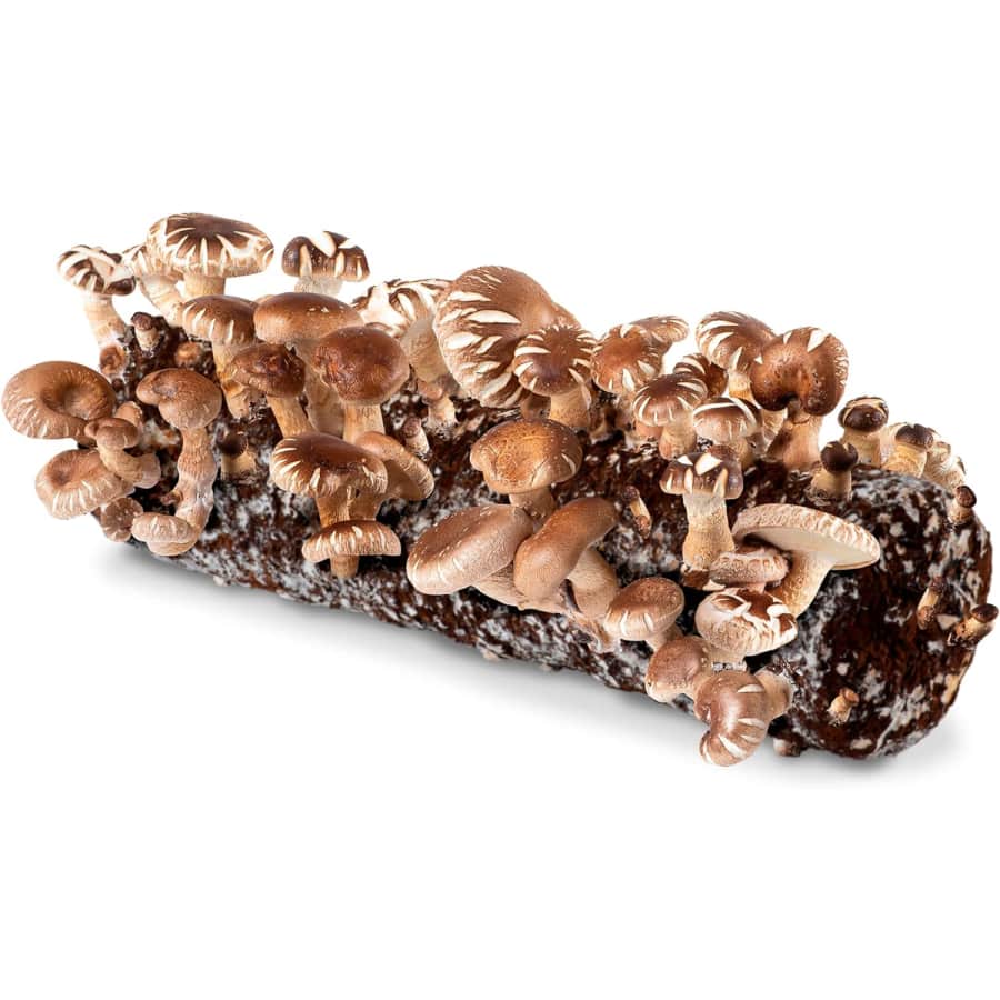 Back to the Roots Organic Shiitake Mushroom Kit for $28 Back to the Roots Organic Shiitake Mushroom Kit for $28