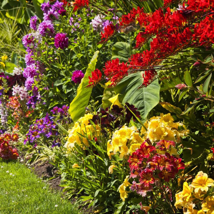 Bees & Butterflies Grand Garden Collection for $20 Bees & Butterflies Grand Garden Collection for $20