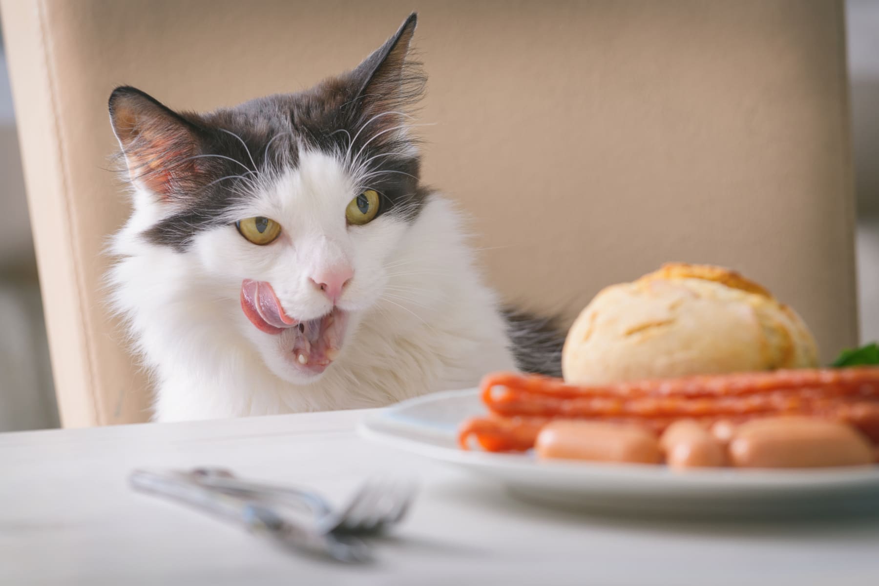 cat stealing food