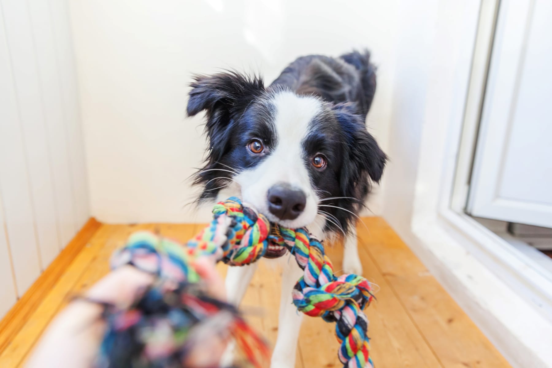 DIY Treat Toys to Keep Your Dog Busy - Kol's Notes