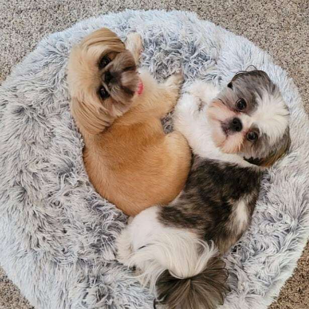 Two Shit Tzus lie on dog bed.