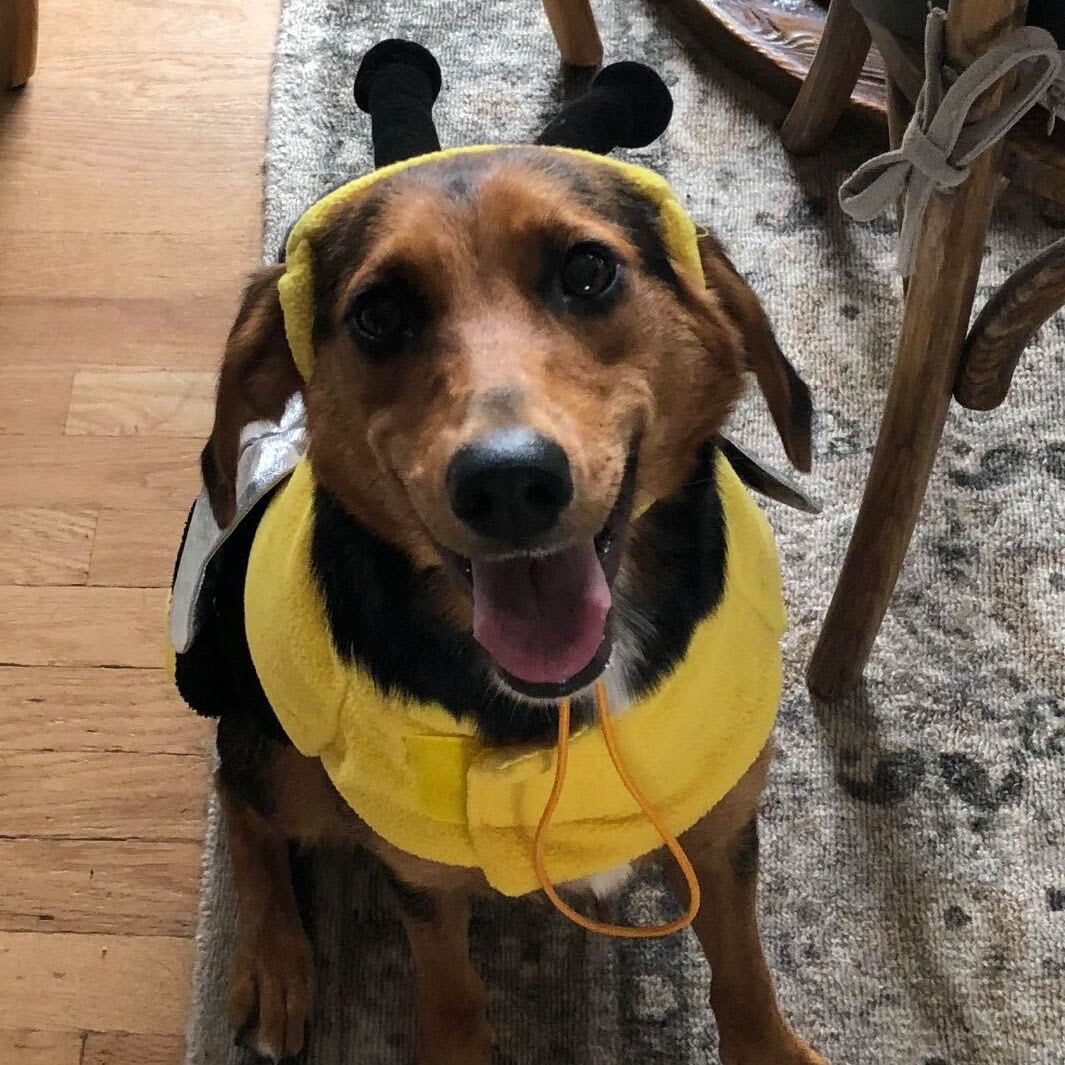 Dog sits while wearing bee costume.