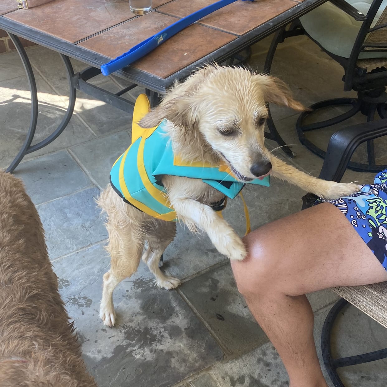 Wet dog wears shark life jacket.