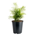 Plants at Lowe's: Up to 50% off + free shipping w/ $35
