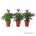 Live Plant Deals at Lowe's: Up to 50% off + free shipping w/ $35