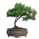 Brussel's Bonsai Trees at Lowe's: 20% off all + free shipping w/ $35