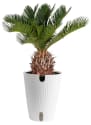 Costa Farms Plants at Lowe's: Up to 50% off + free shipping w/ $35
