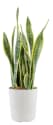 Costa Farms Plant Deals at Lowe's: Up to 45% off daily deals